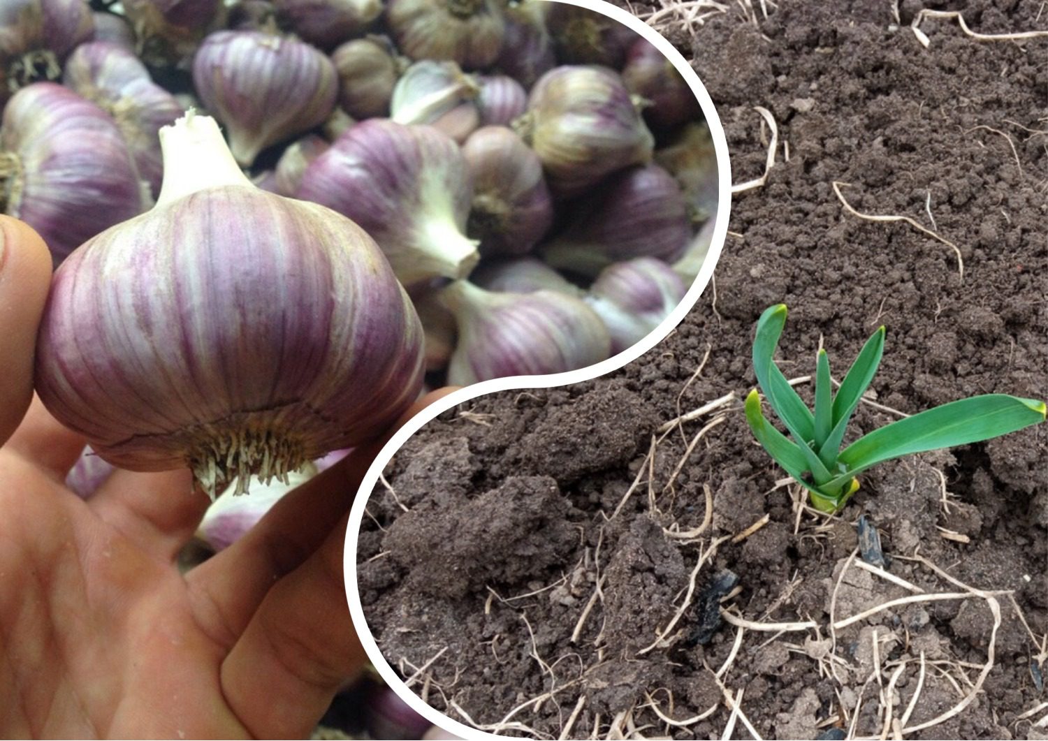 Експерти розповіли, як в листопаді сіяти озимі культури