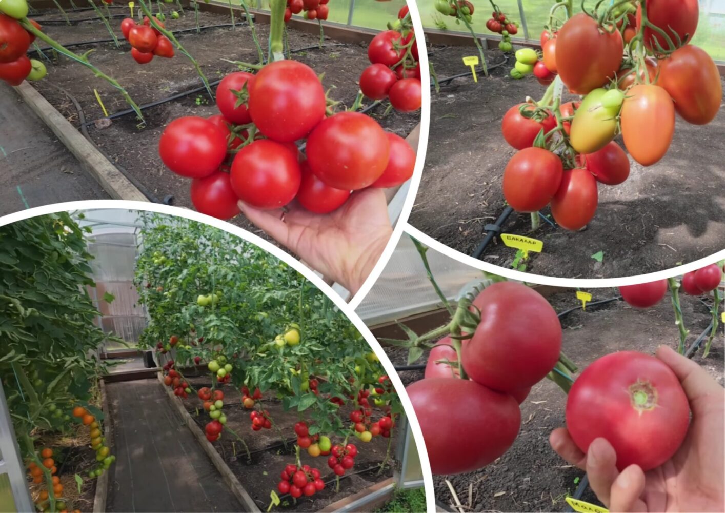 Городники назвали найкращі сорти помідорів для вирощування у теплиці