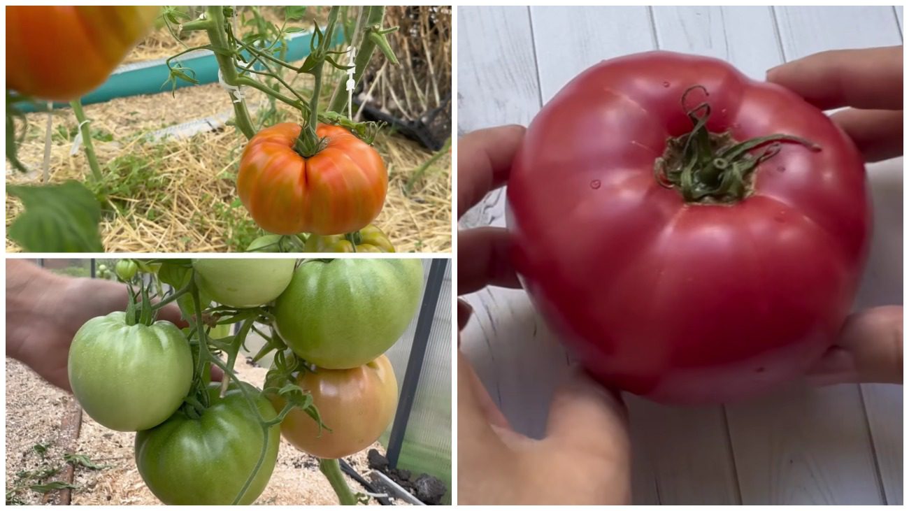 Городниця назвала старі радянські сорти помідорів зі справжнім томатним смаком