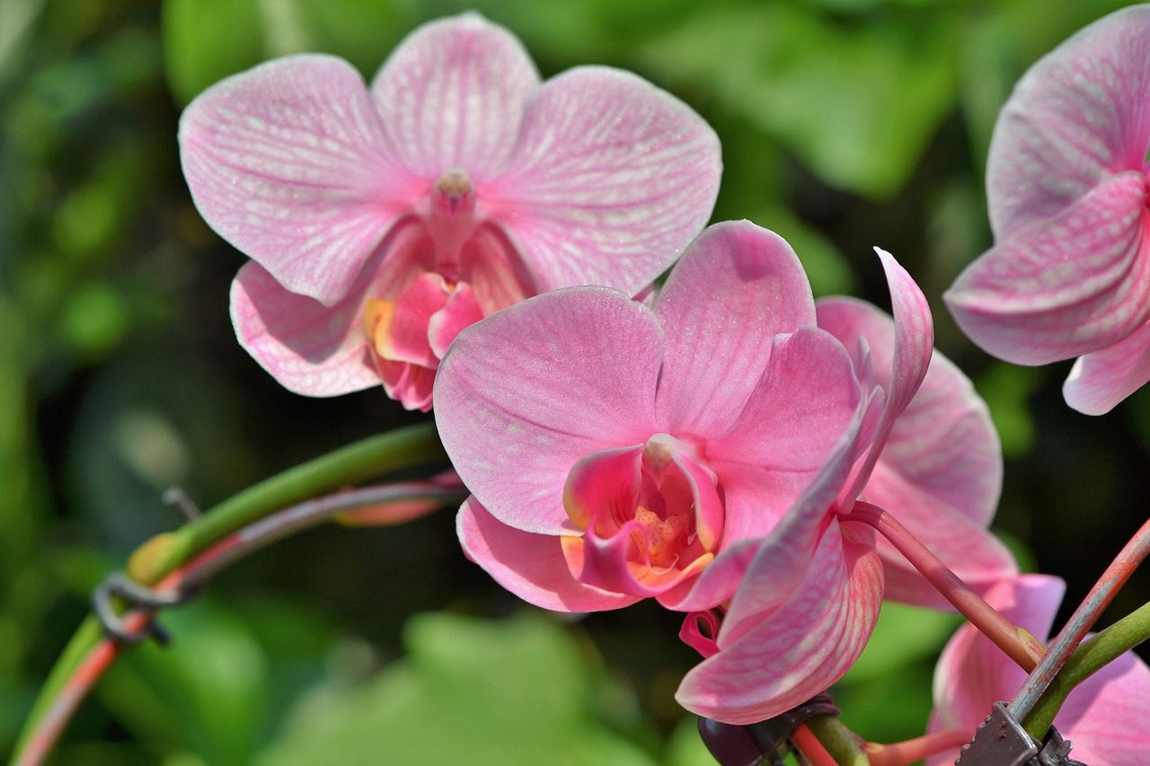 Городники назвали найкращі дати для підкорити орхідей у листопаді