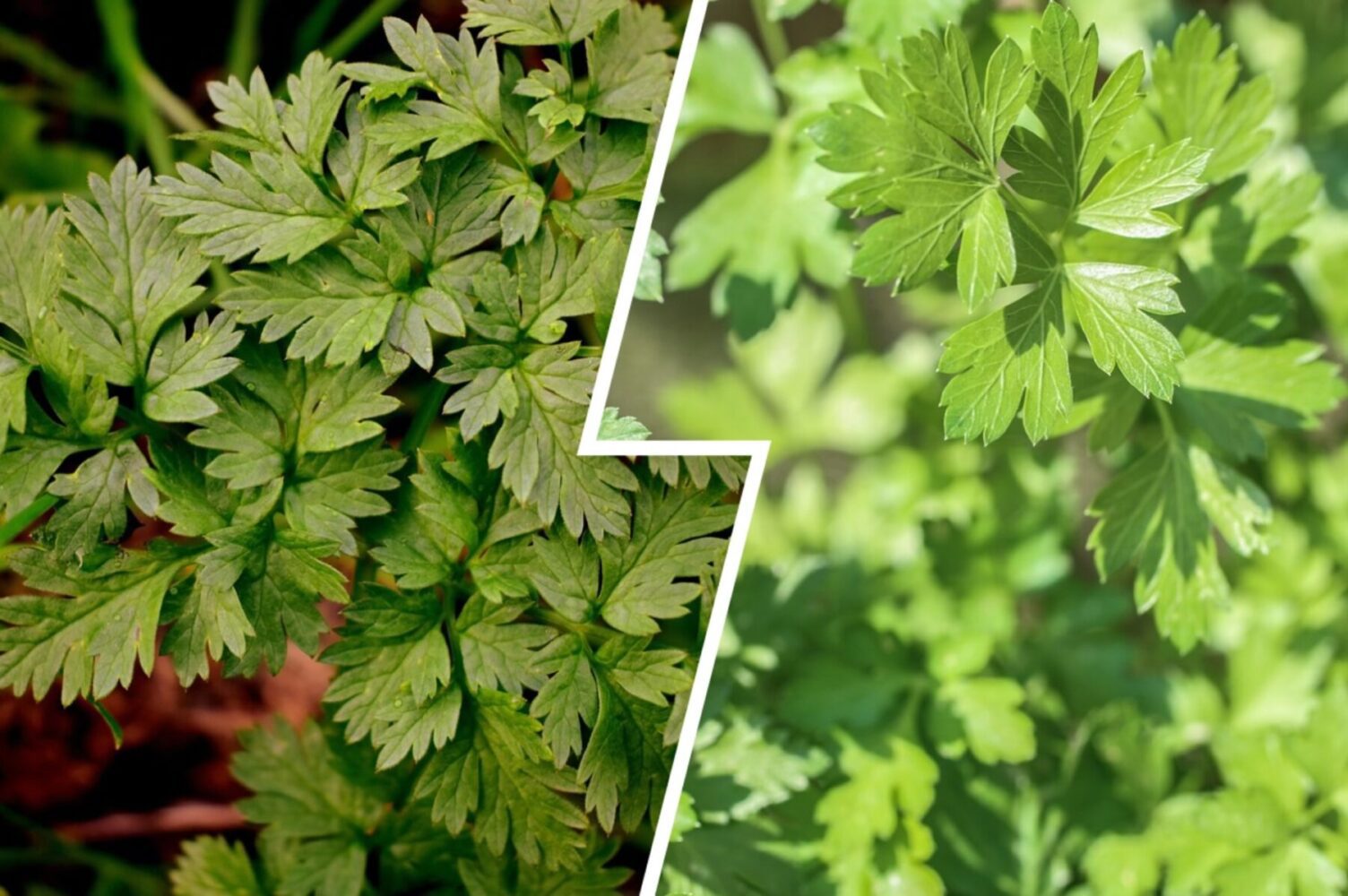 Агроном розповів, які сорти петрушки обрати для вирощування