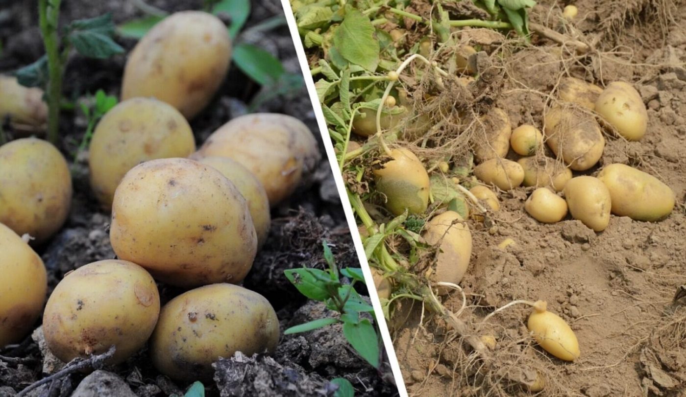 Українські городники назвали найкращі сорти картоплі за останні 5 років