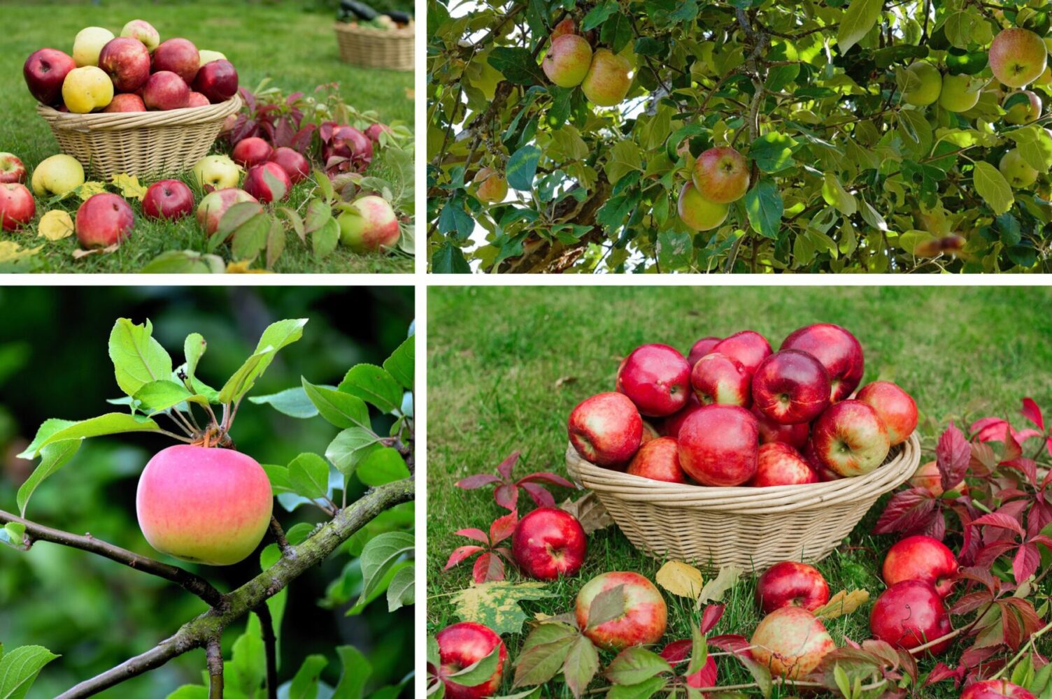 Садівники розсекретили солодкий сорт яблук, який щороку дає високий врожай
