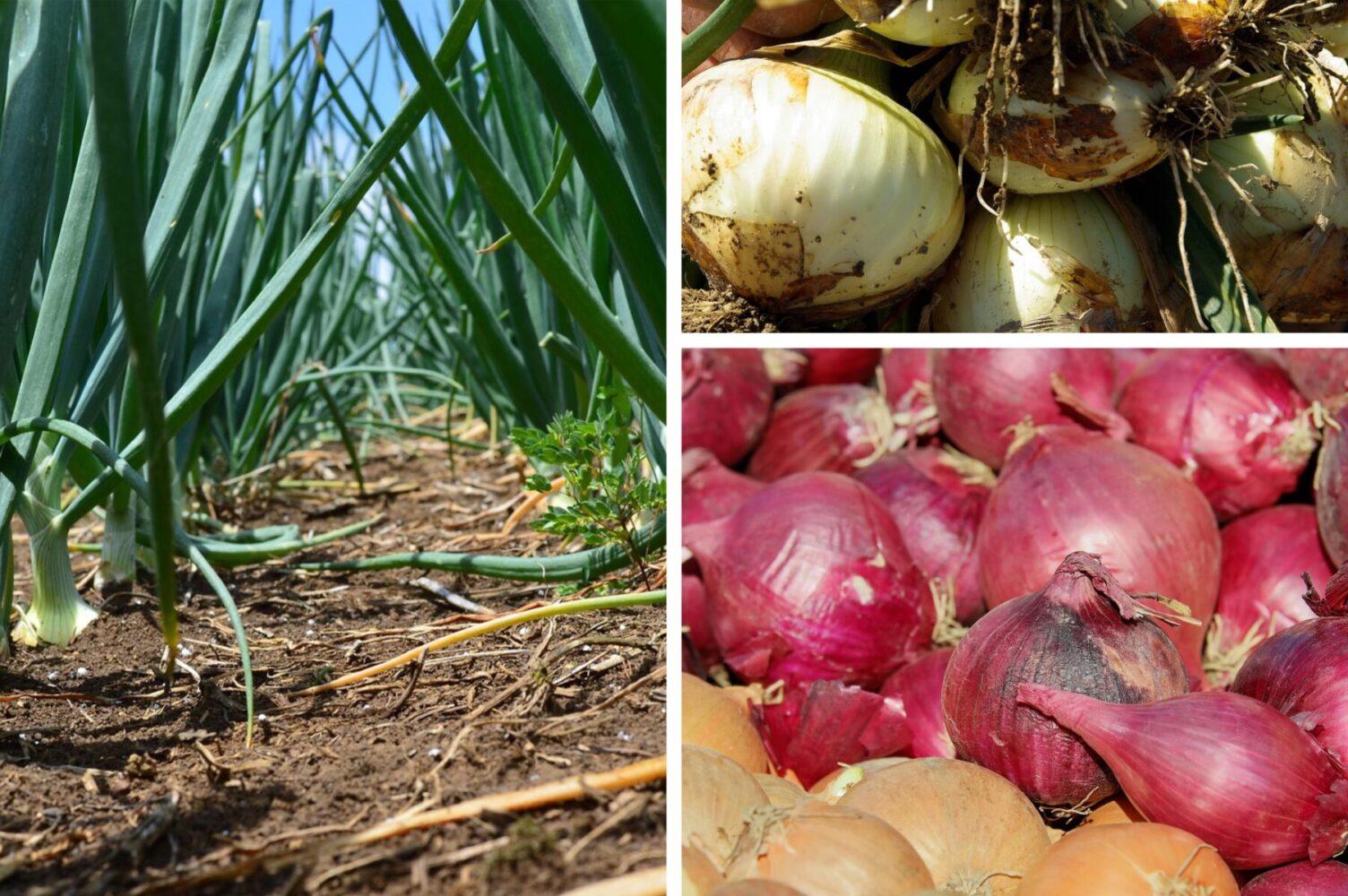 Городники розсекретили три види добрив, які не підходять для підживлення цибулі