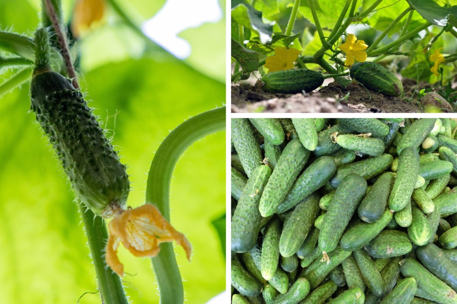 Агрономи розсекретили найсмачніший сорт огірків для висаджування