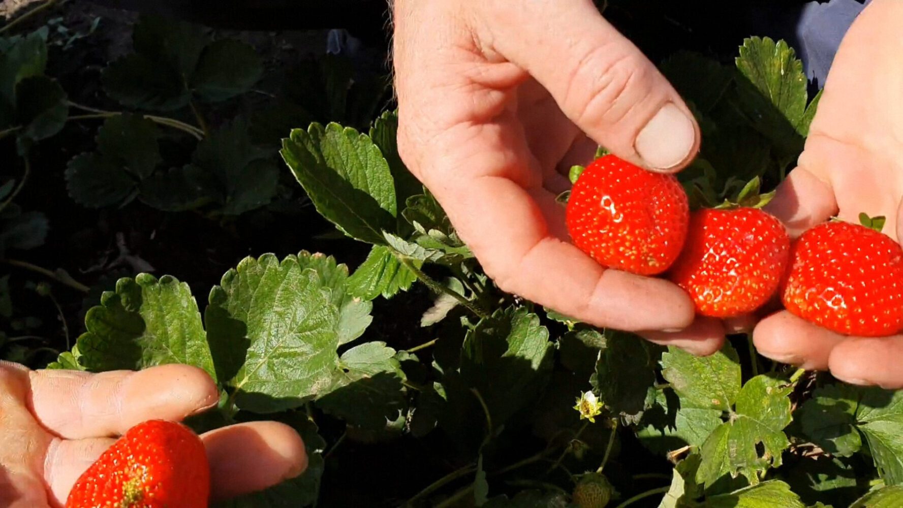 Садівники знайшли новий сорт полуниці з великою врожайністю та чудовим смаком