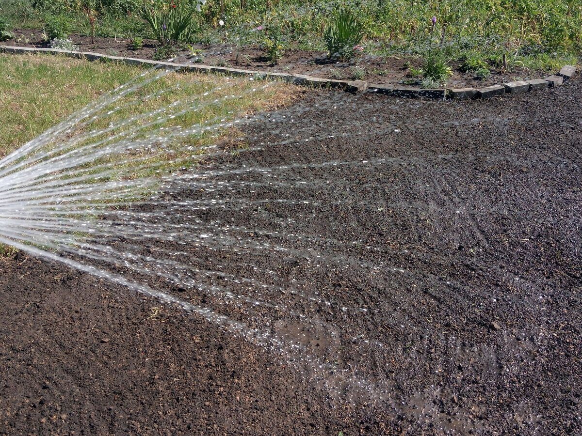 Експерти розповіли про городнє сусідство рослин для врожаю 