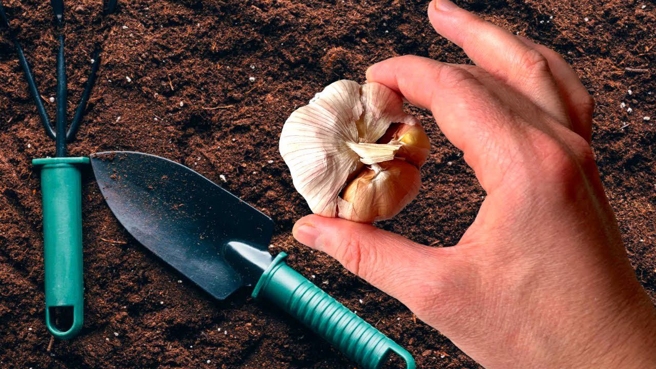 Городники розповіли, в які два дні листопада ще можна посадити озимий часник