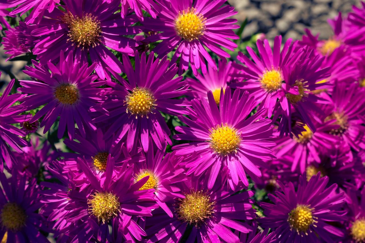 Квітникарі назвали найкращий сорт айстр, щоб зробити клумбу красивою