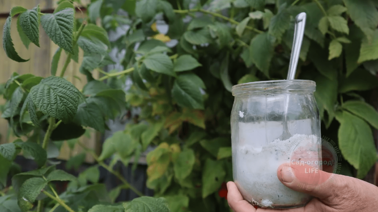 Садівники розповіли про найефективніше осіннє добриво для малини