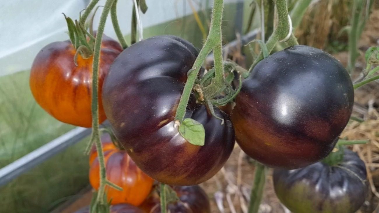 Городники назвали найкращий сорт томату: шедеври світової селекції