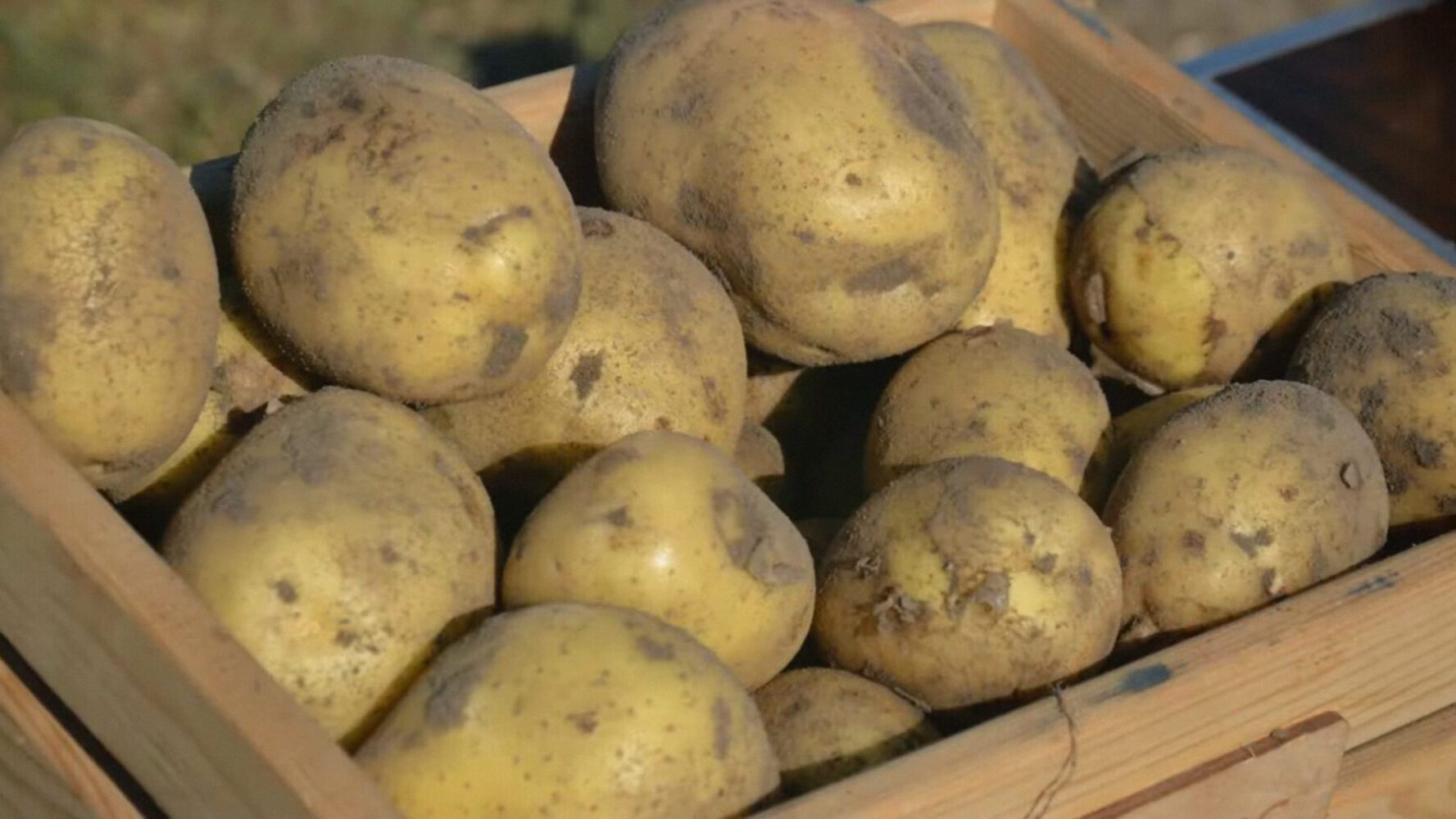 Агроном розповів, які сорти картоплі ідеально підходять для всього