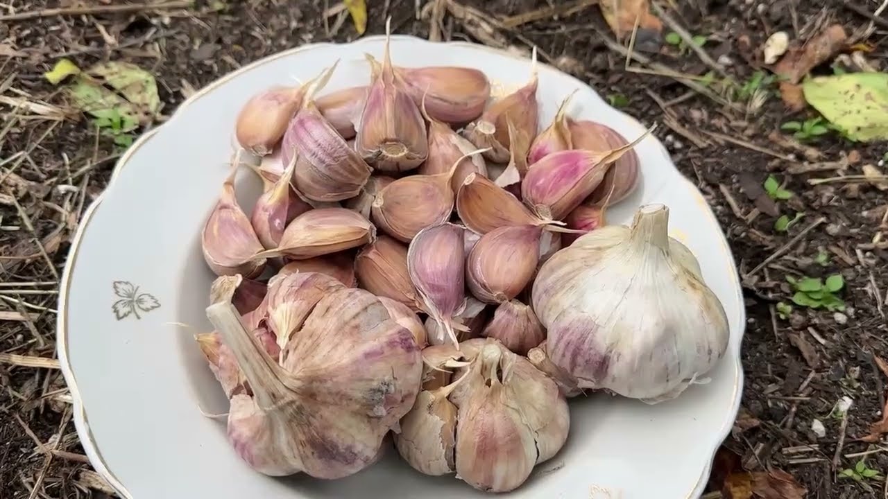 Що зробити із озимим часником, який завчасно проріс