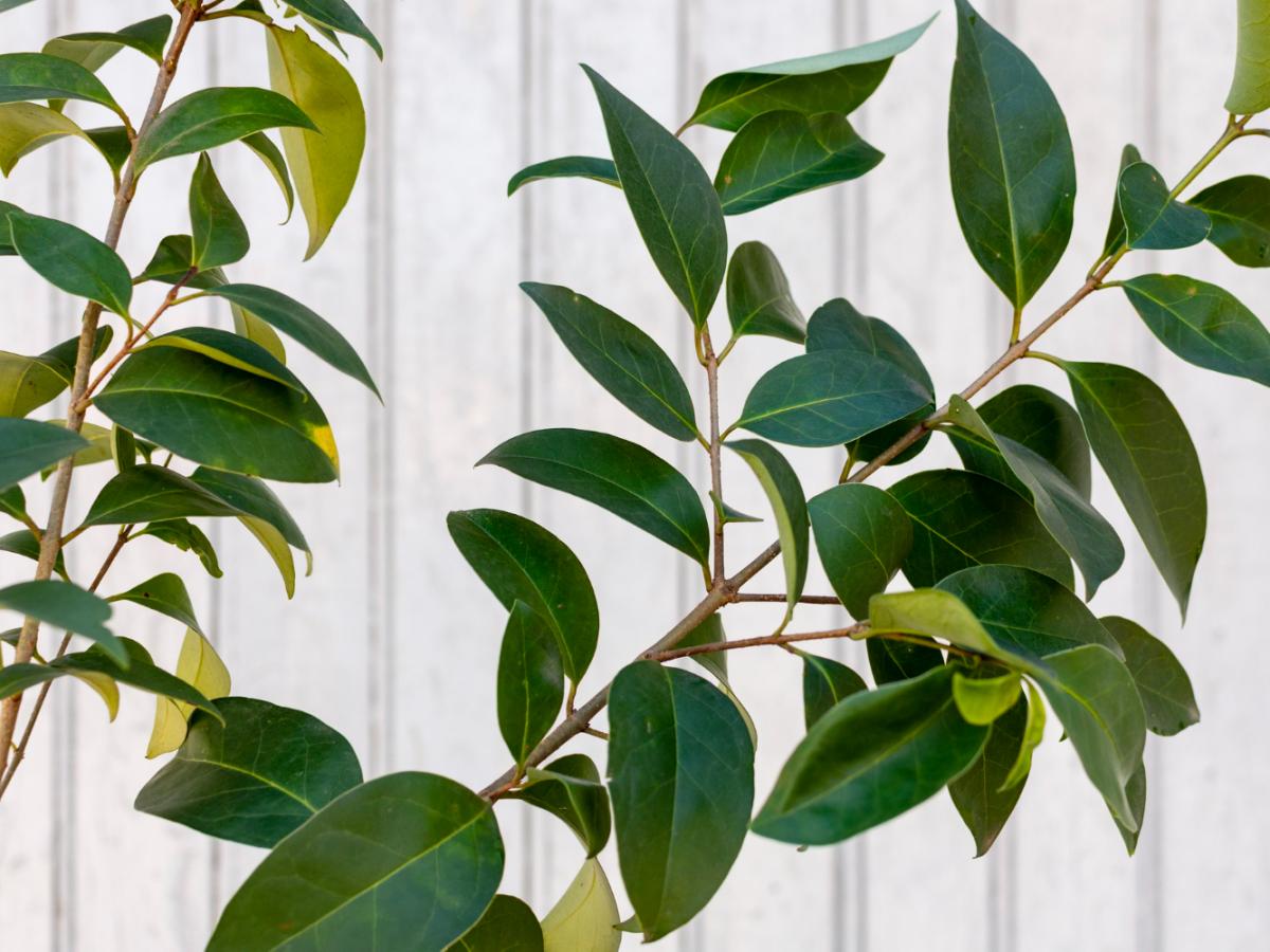 Експерти порадили добриво для кімнатних рослин взимку для кращого та довшого цвітіння