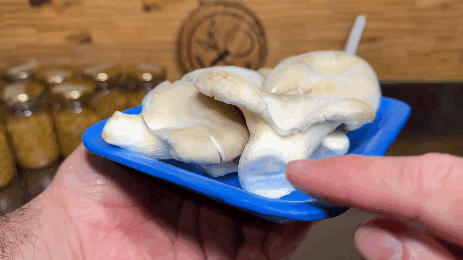 Експерти розповіли, як швидко та просто виростити гриби вдома Експерти розповіли, як швидко та просто виростити гриби вдома