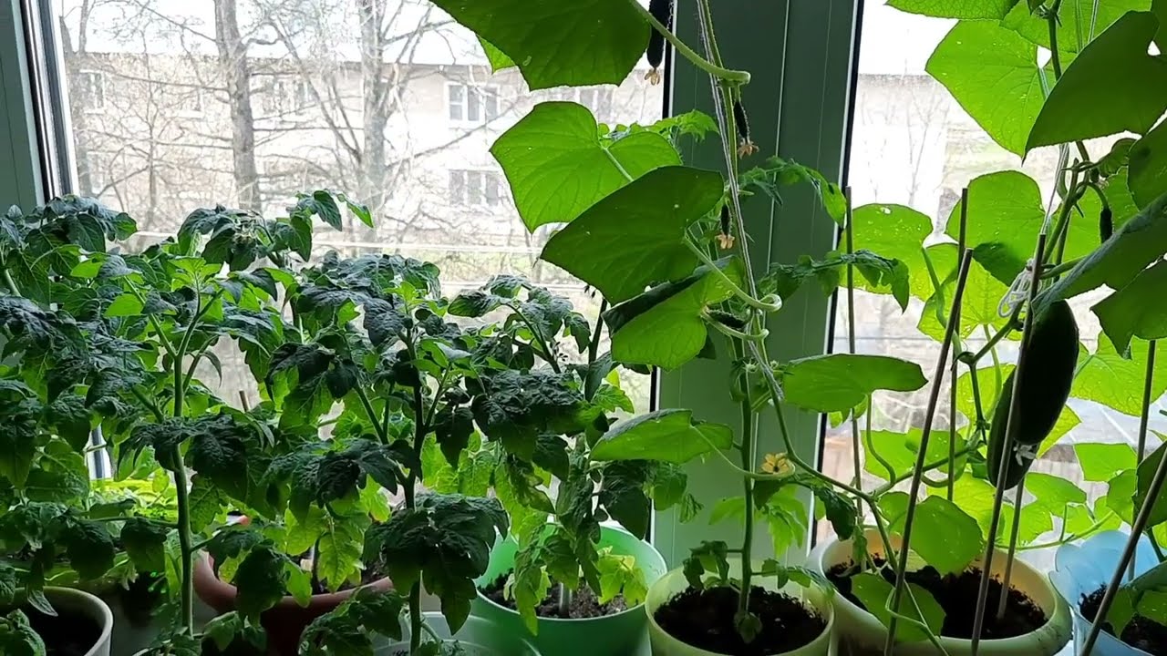 Експерти розповіли, як отримати щедрий врожай на підвіконні