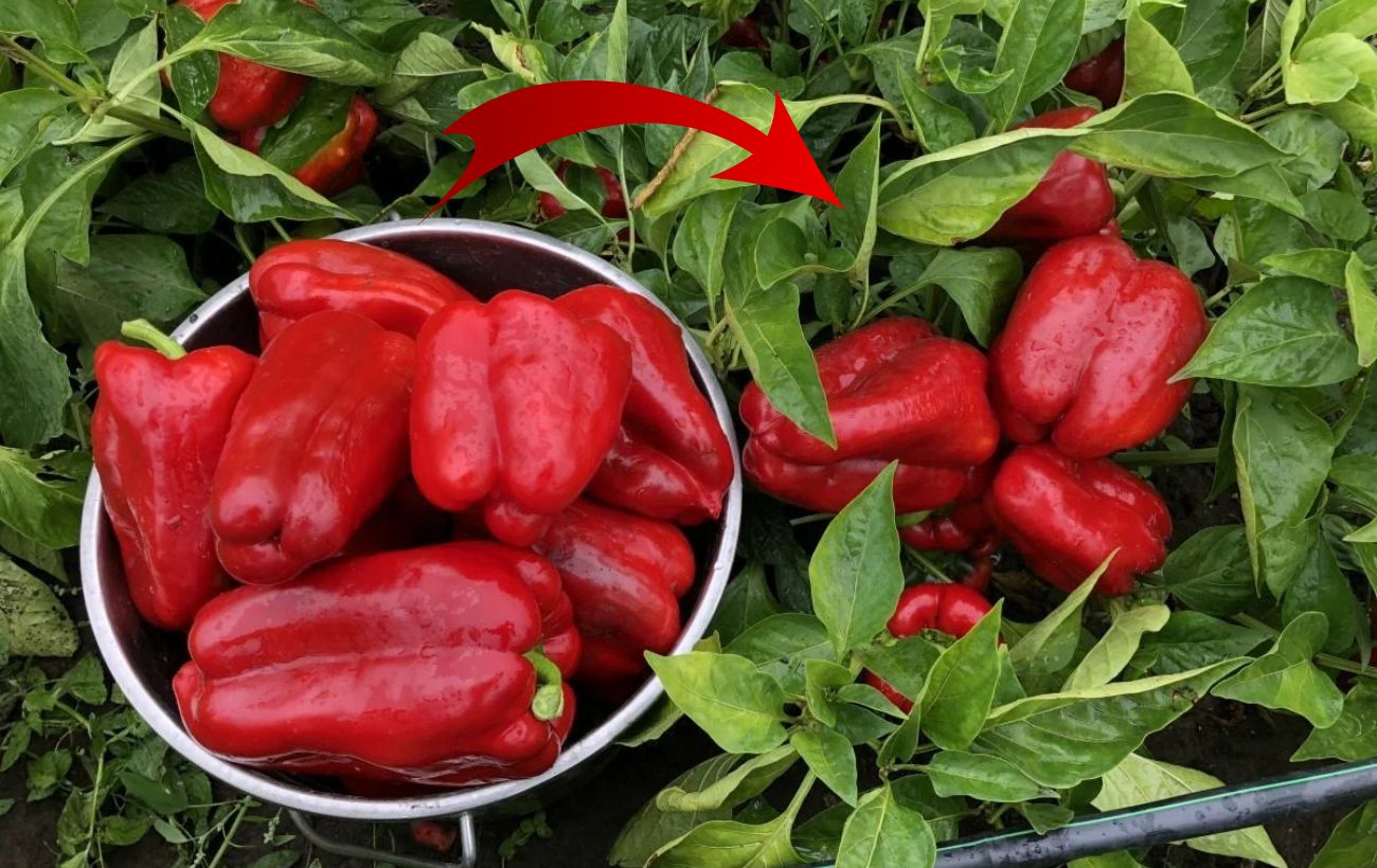 Експерти розповіли, як виростити солодкий перець вдома взимку