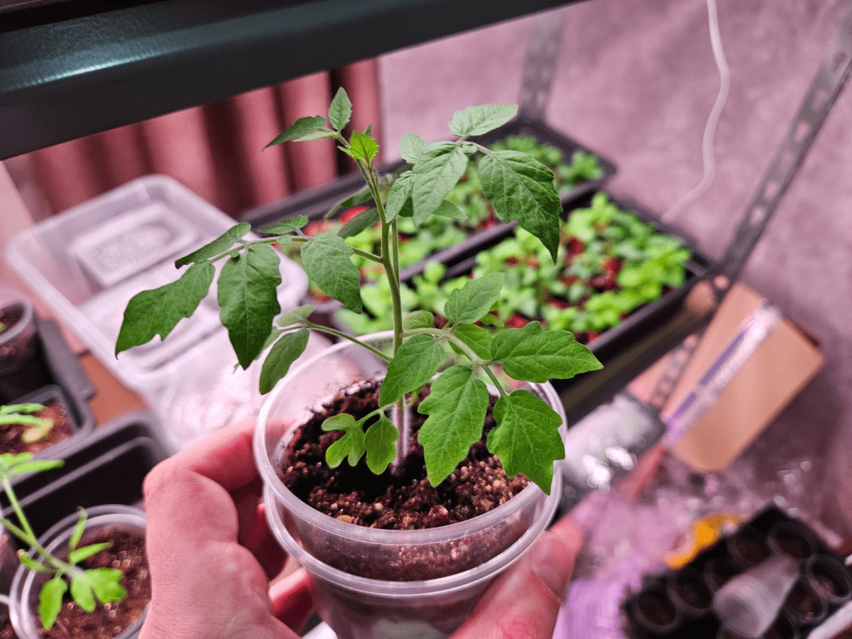 Городники пояснили, як садити томати, аби отримати ранній урожай плодів вже на початку літа