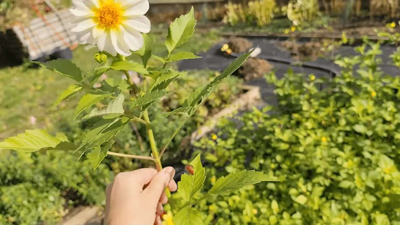 Квітникарі розповіли про помилку у вирощуванні жоржин