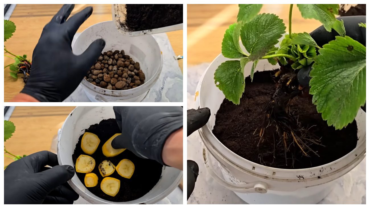 Садівники розповіли, як вирощувати полуницю на підвіконні