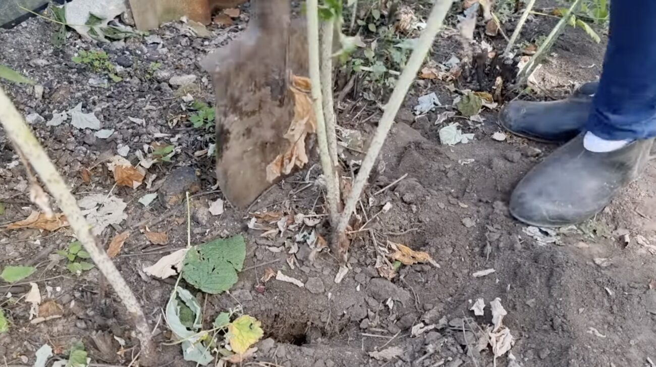 Городники розповіли, як восени підживлювати малину, щоб влітку збільшити врожай