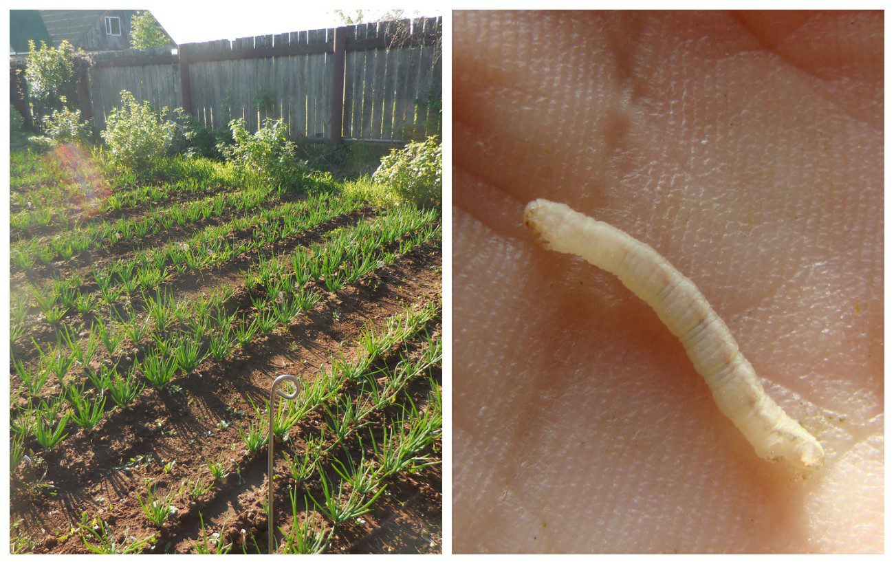 Городники розповіли, як обробити город від цибулевої мухи у листопаді  