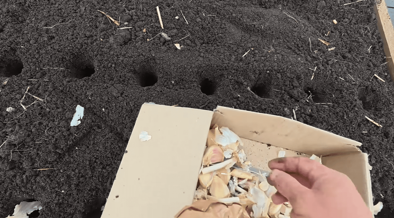 Городник розповів усі тонкощі посадки озимого часнику у 2025 році