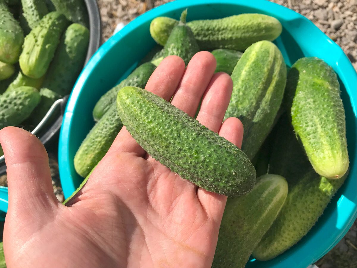 Експерти розповіли, яке добриво допоможе покращити врожайність огірків влітку – порада