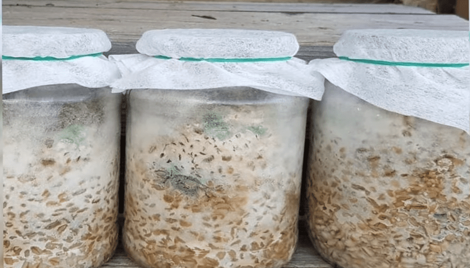 Городники поділились народним способом оздоровлення ґрунту