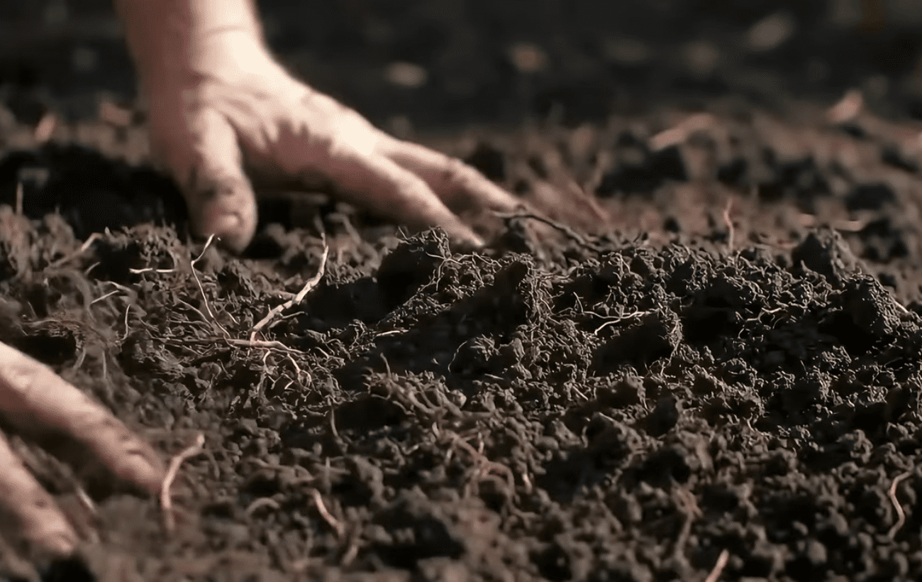 Городники розповіли, що внести в ґрунт восени від чорної ніжки