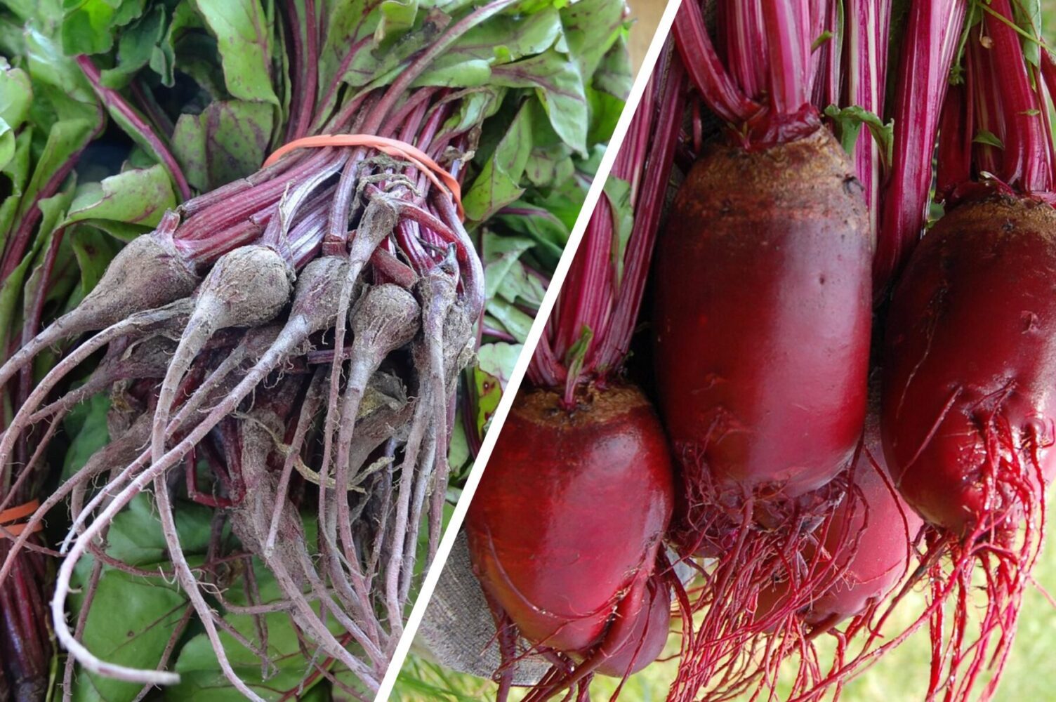 Агрономи розсекретили сорт буряка, який варто посадити восени 2025