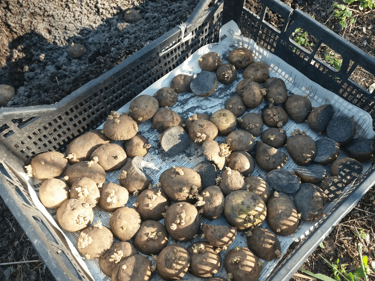 Господині розповіли, як зберегти запаси картоплі без псування до весни 
