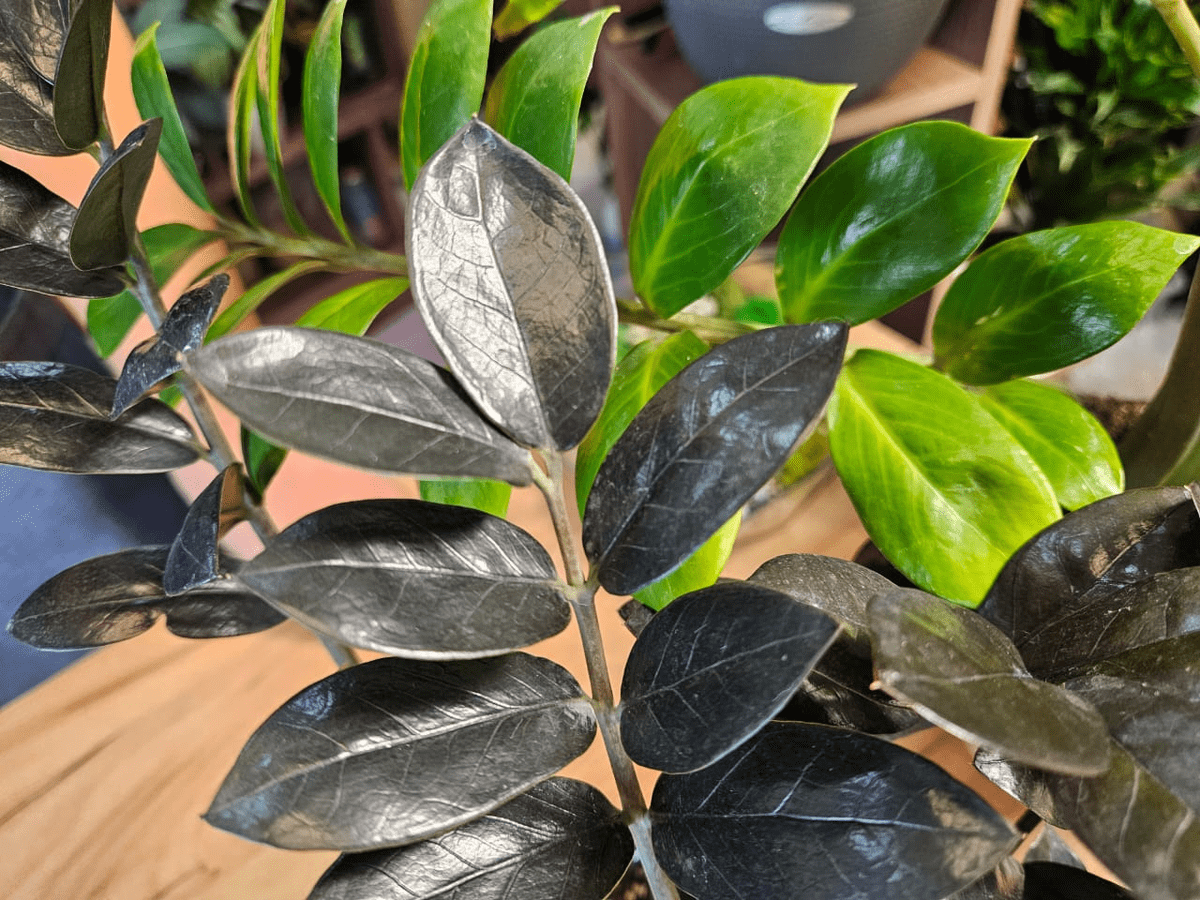 Експерти розповіли, яке добриво для кімнатного заміокулькаса найкраще допоможе йому в рості