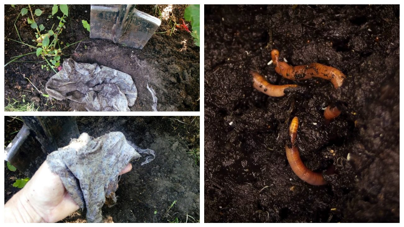 Городники розповіли цікавий спосіб визначення родючості ґрунту без лабораторії