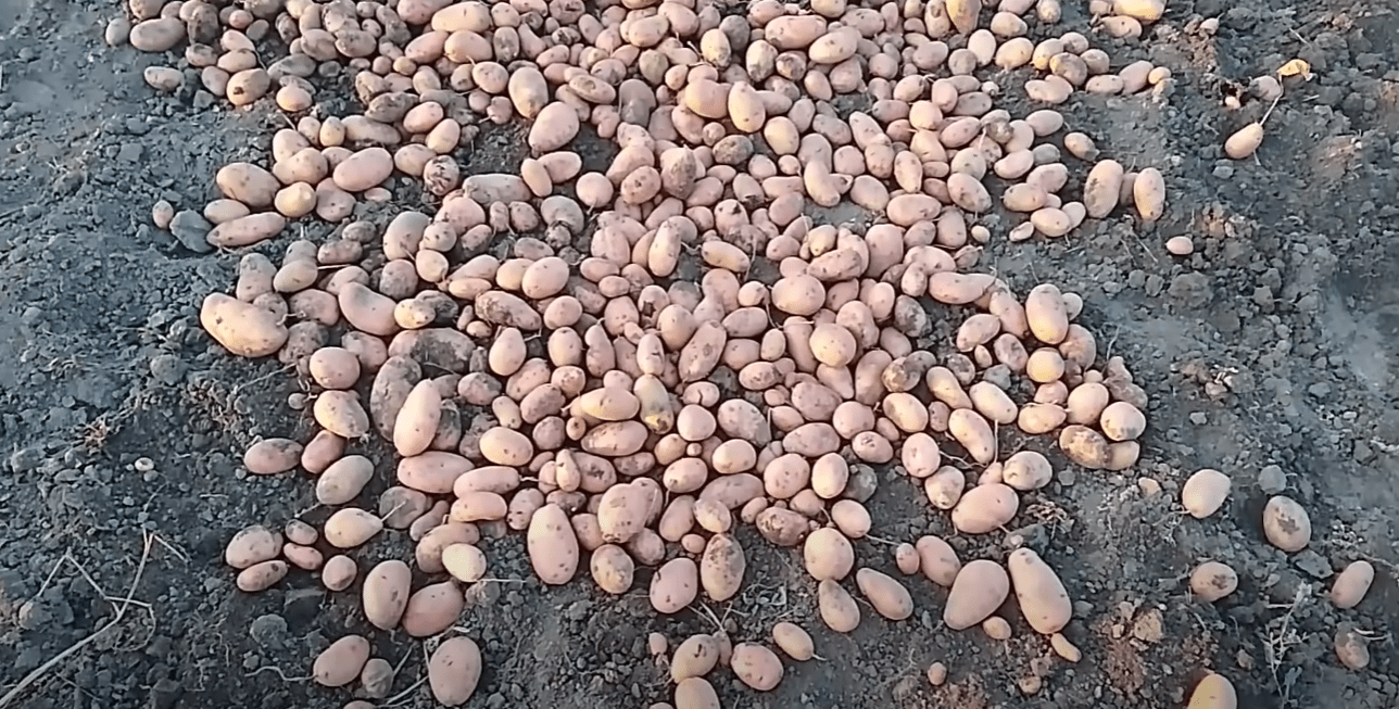 Городники назвали найкращі сорти картоплі 2025 року