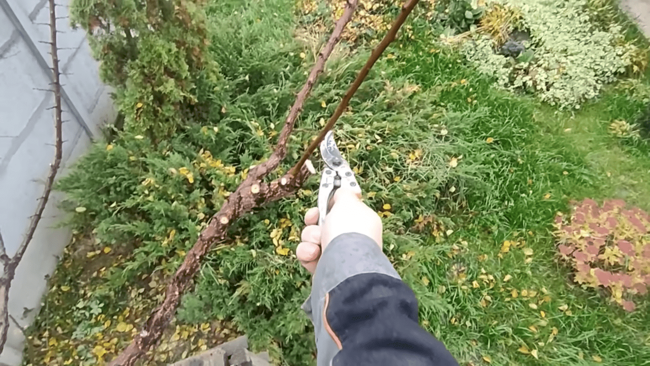 Садівники поділились правилами осінньої обрізки абрикоса