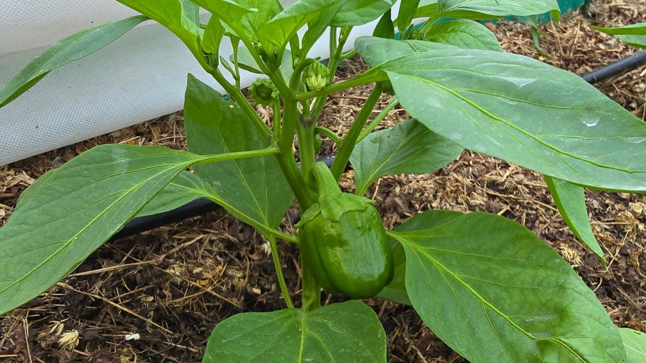 Городники розповіли, чим полити перці, якщо вони скидають завʼязь