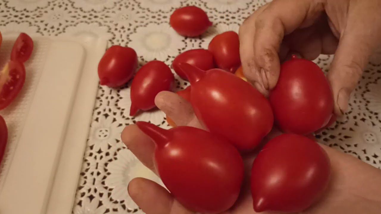 Сорт помідорів для відкритого ґрунту Легенда Тарасенко