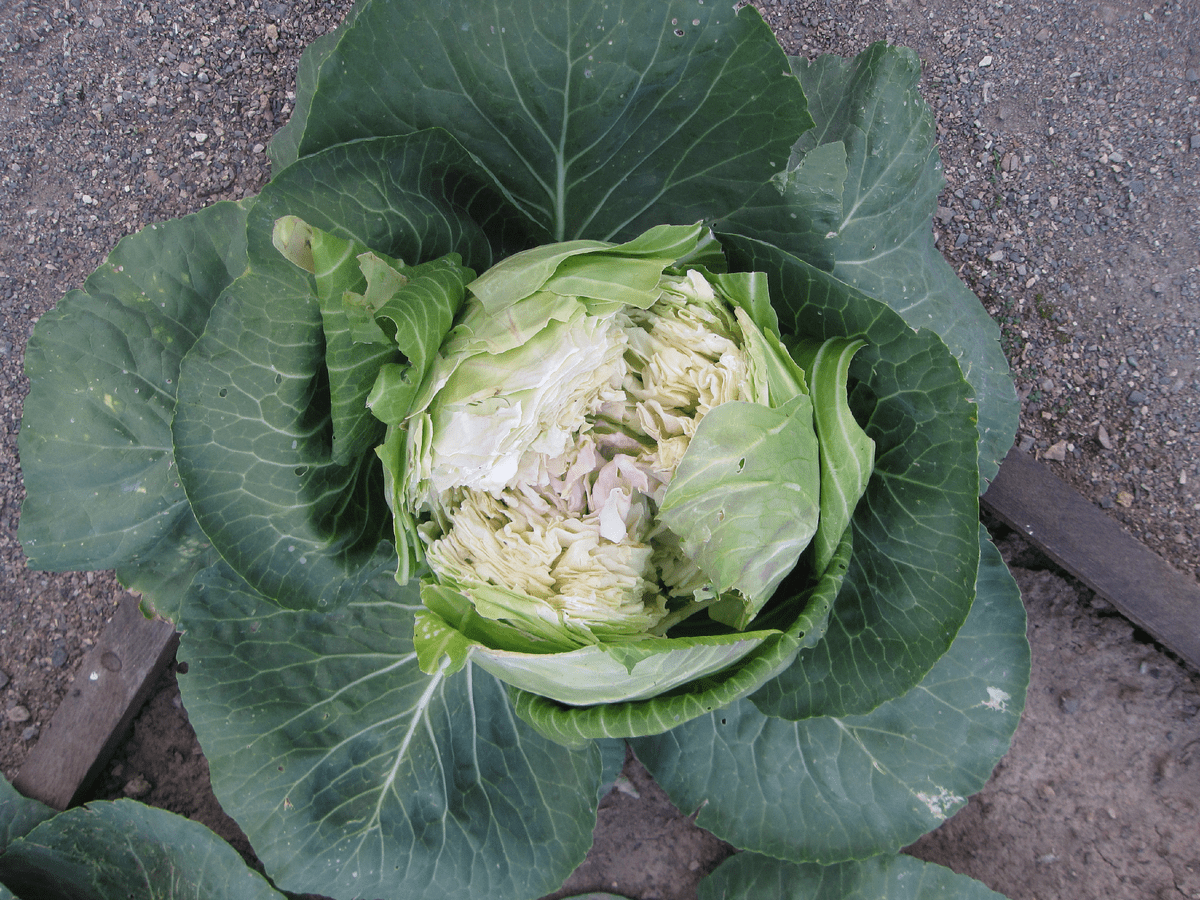 Городники розповіли, який високоврожайний сорт капусти найкраще вирощувати на власній ділянці