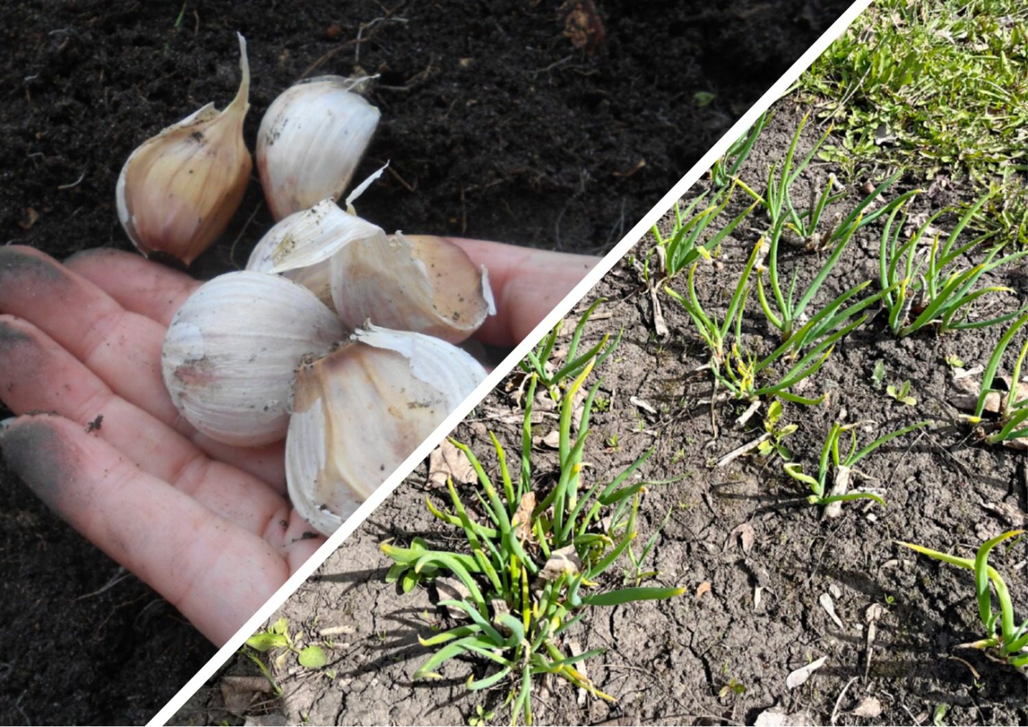 Експерти розповіли, що можна посадити на городі в листопаді