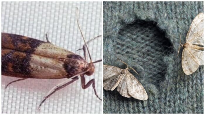 Господині розповіли, як зробити кульки від молі у домашніх умовах 