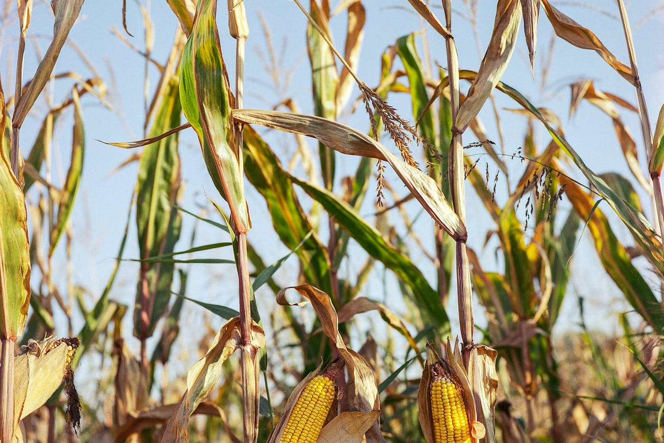 Городники розповіли, що робити з кукурудзяним бадиллям