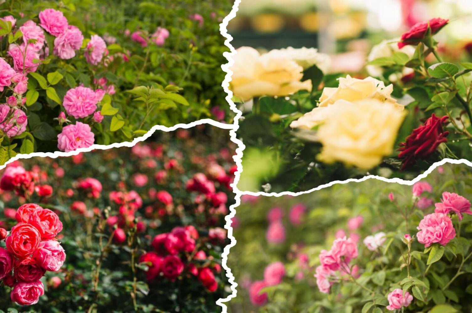 Садівники розповіли, які сорти троянд є стійкими до хвороб і довго цвітуть