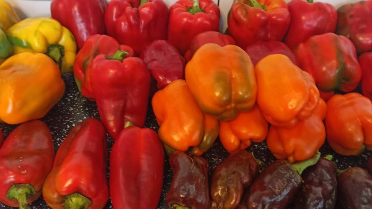 Городники назвали сорти перцю, що дають гарний врожай і не примхливі у догляді Городники назвали сорти перцю, що дають гарний врожай і не примхливі у догляді