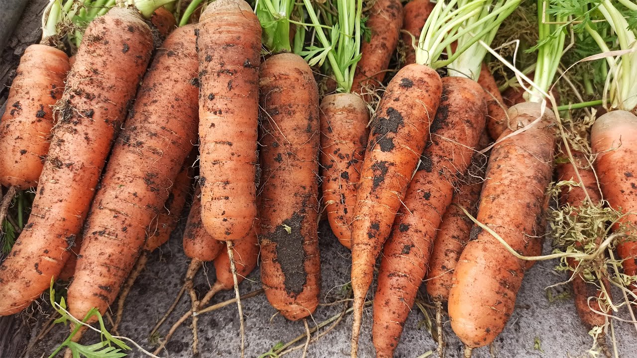 Городники обрали найкращі сорти моркви зі 100 гідних конкурентів Городники обрали найкращі сорти моркви зі 100 гідних конкурентів