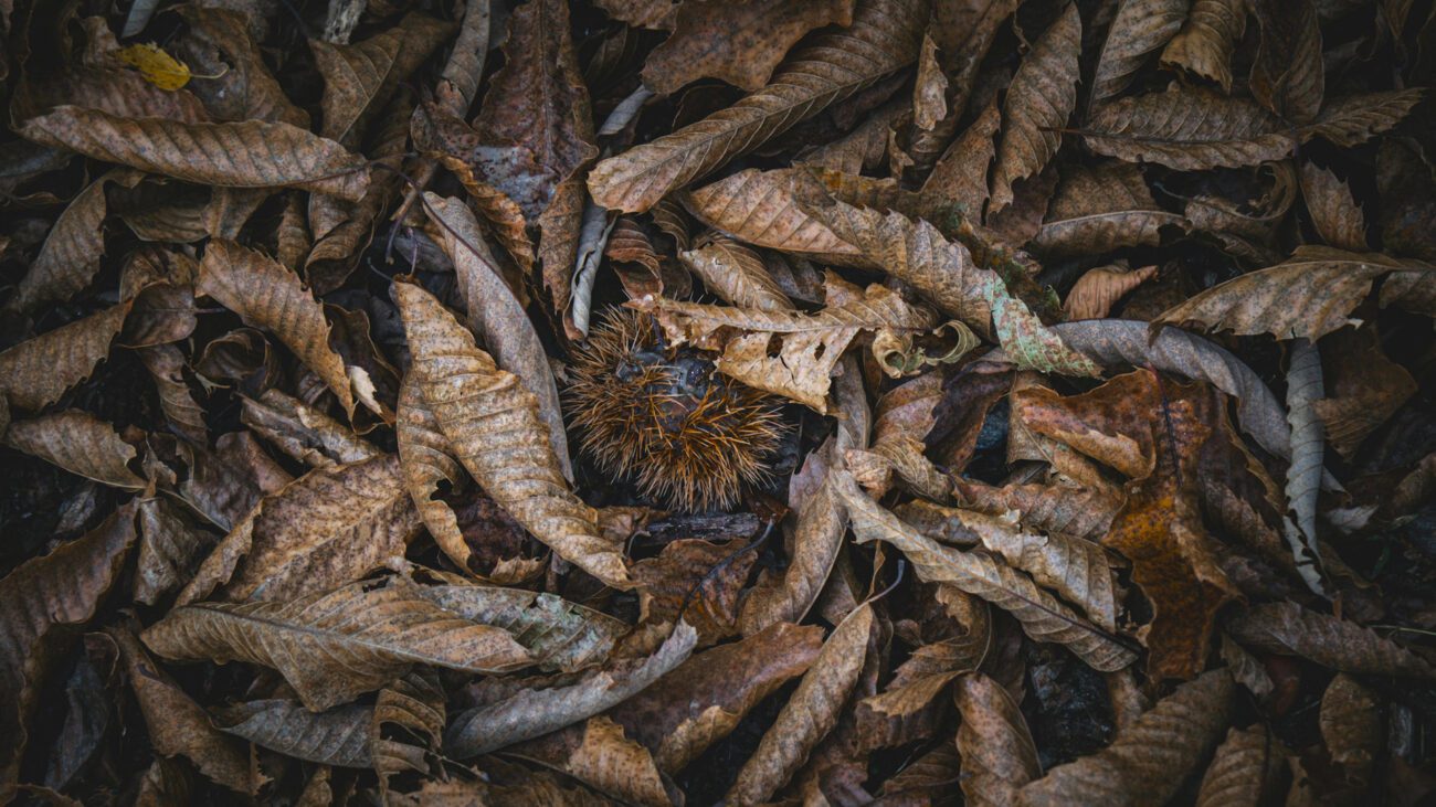 Городники розповіли правила використання мульчі з опалого листя