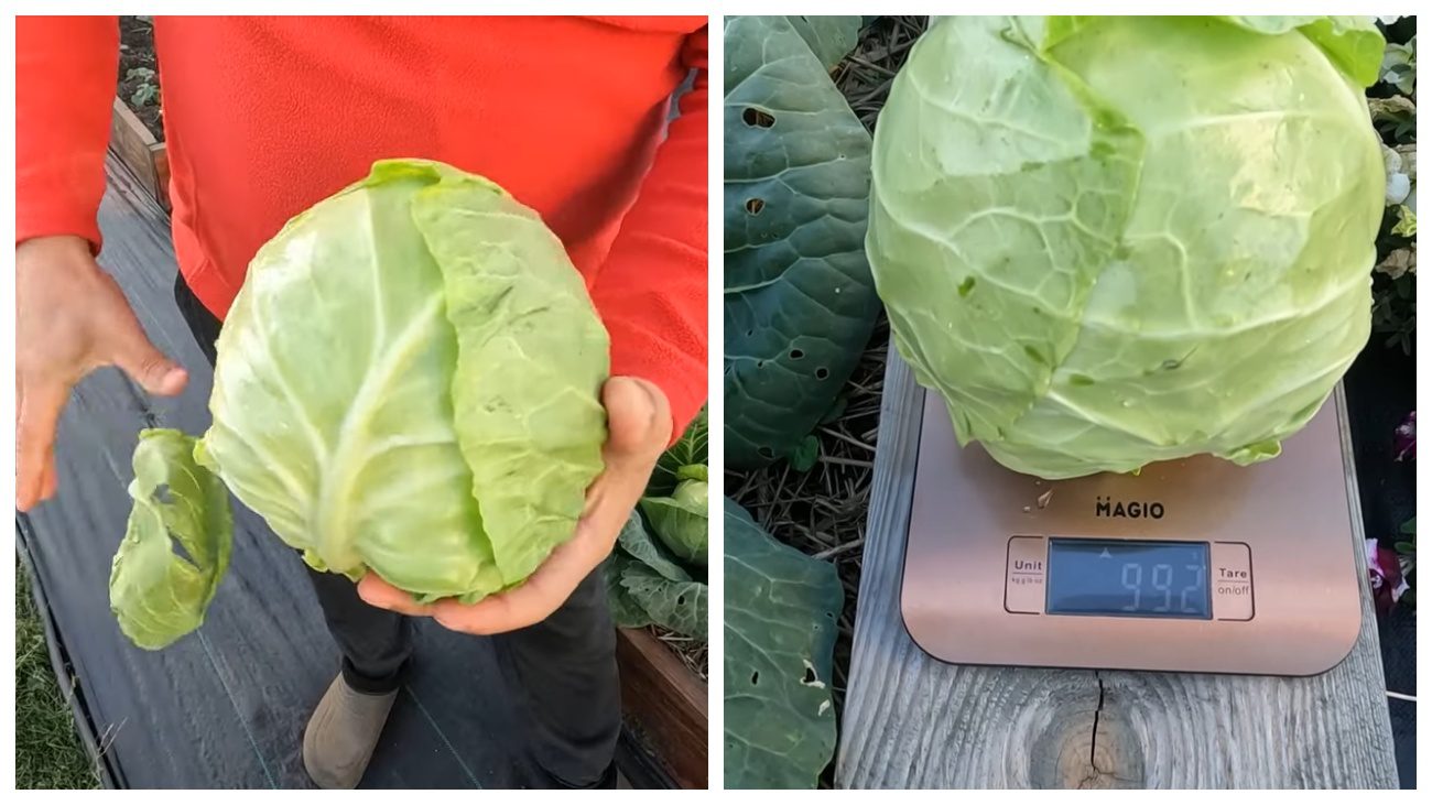 Городники розповіли про вирощування молодої капусти восени