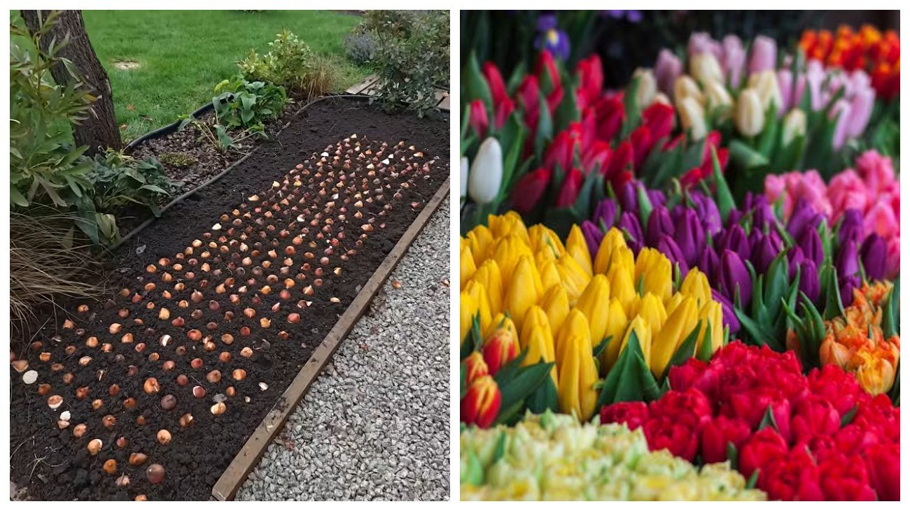 Квітникарі розповіли про голландський метод осінньої посадки тюльпанів Квітникарі розповіли про голландський метод осінньої посадки тюльпанів