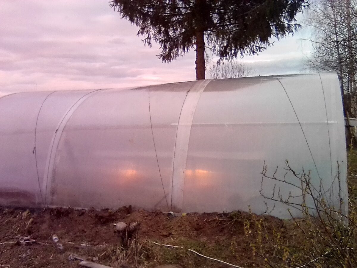 Городники розповіли, чим удобрювати ґрунт у теплиці, щоб не змінювати його  