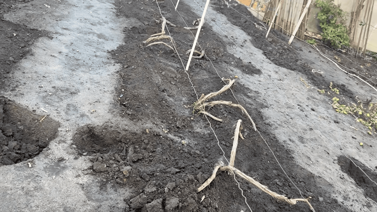 Виноградарі порадили, чим краще укривати лозу від морозу